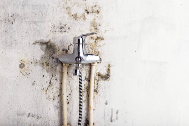 Professional Mold Removal in Medicine Lodge, KS