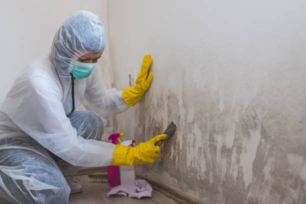 Best Commercial Mold Removal  in Medicine Lodge, KS