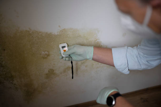 Best Mold Remediation Services  in Medicine Lodge, KS