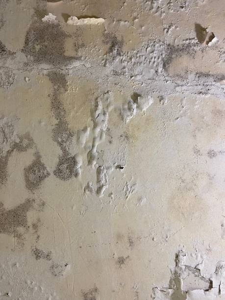 Best Mold Cleaning Services  in Medicine Lodge, KS