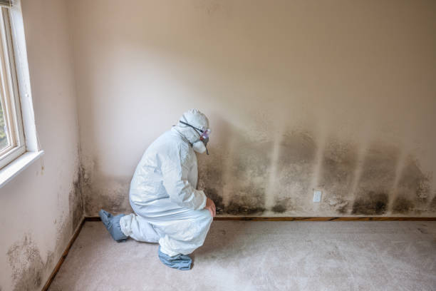 Best Toxic Mold Removal  in Medicine Lodge, KS