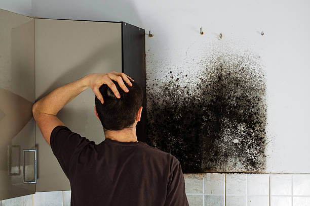 Best Certified Mold Removal  in Medicine Lodge, KS