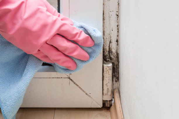 Best Local Mold Removal Service  in Medicine Lodge, KS